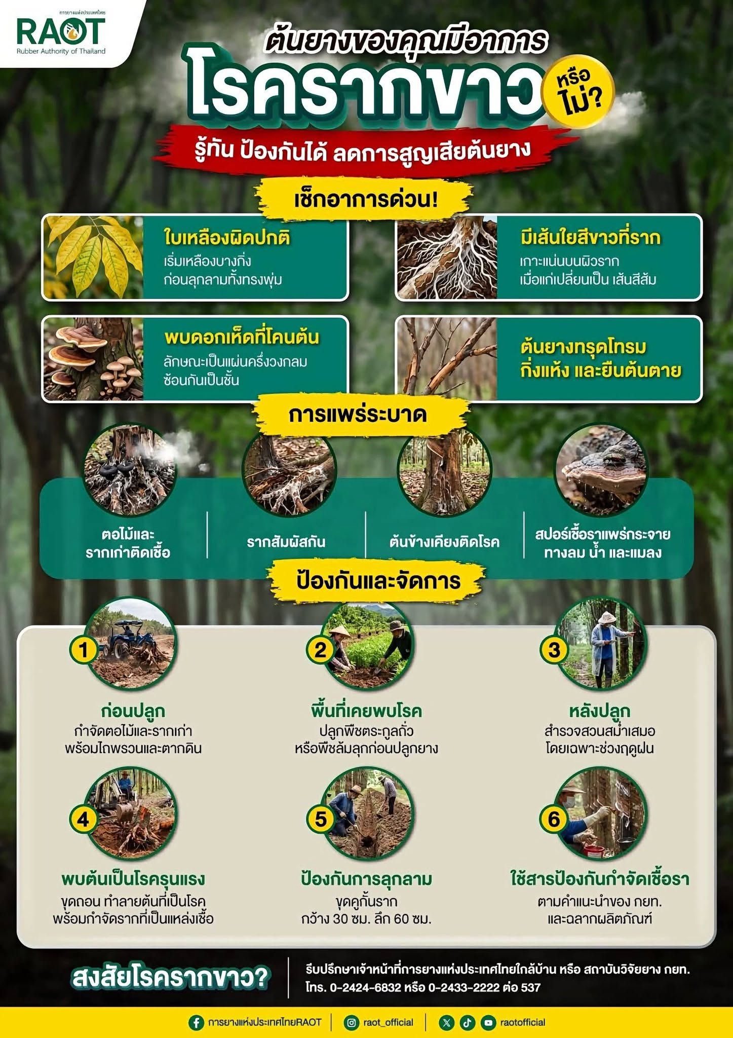 โรครากขาว