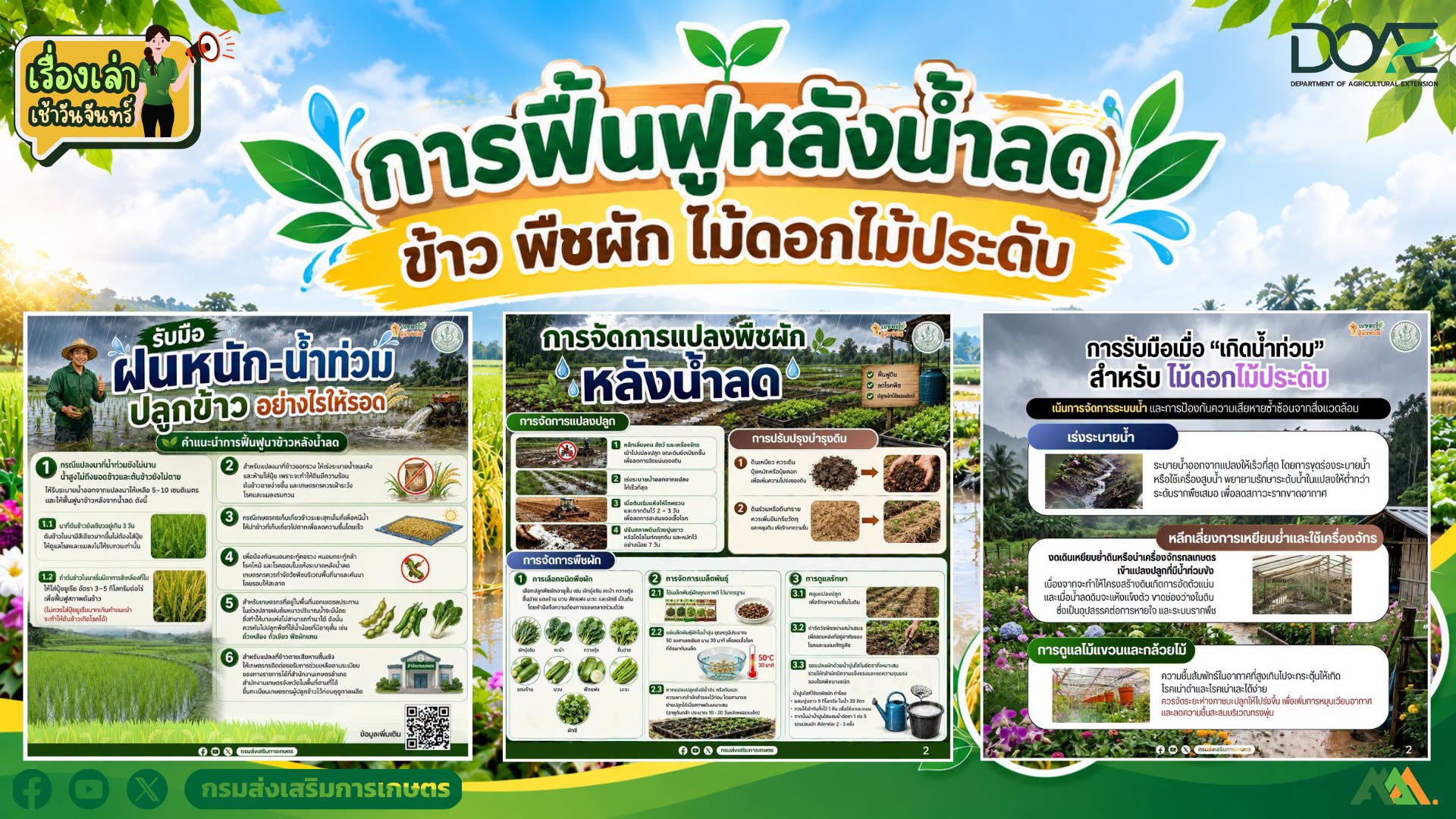 การฟื้นฟูหลังน้ำลด  ข้าว พืชผัก ไม้ดอก ไม้ประดับ