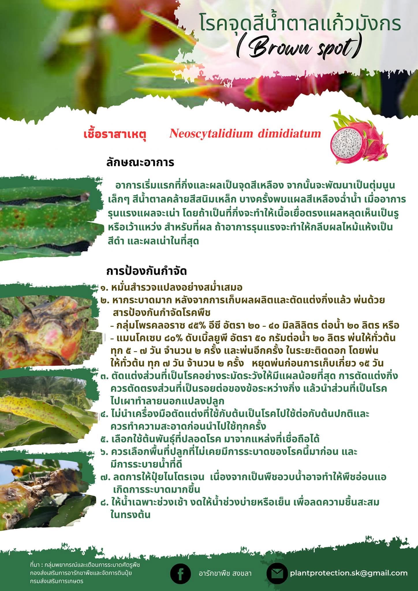 หมอพืชสงขลา แนะนำ เฝ้าระวัง ป้องกัน กำจัด “โรคจุดสีน้ำตาลในแก้วมังกร”