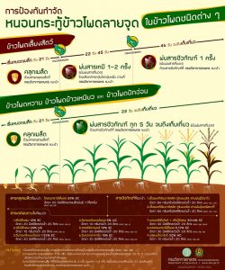 หนอนกะทู้ข้าวโพดลายจุด