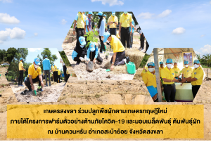 เกษตรสงขลา ร่วมปลูกพืชผักตามเกษตรทฤษฎีใหม่ ภายใต้โครงการฟาร์มตัวอย่างต้านภัยโควิด-19 บ้านควนหรัน อำเภอสะบ้าย้อย จังหวัดสงขลา มุ่งสืบสาน รักษา และต่อยอดตามรอยศาสตร์พระราชา