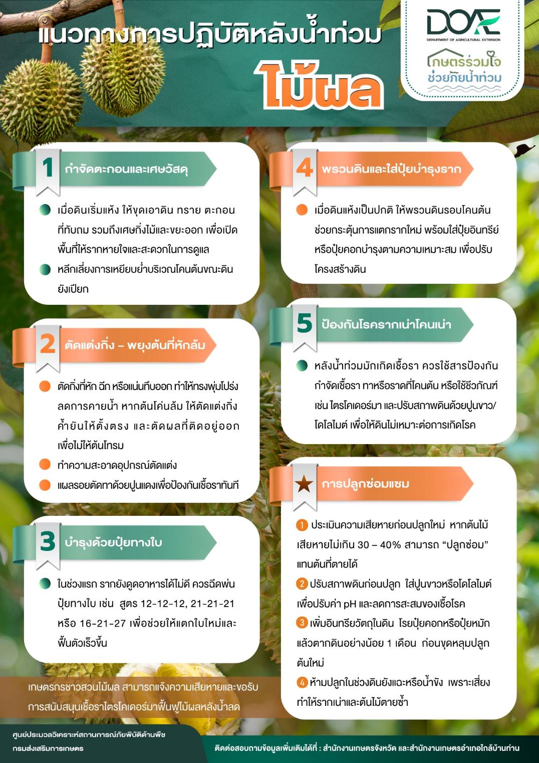 แนวทางปฏิบัติหลังน้ำท่วม “ไม้ผล”